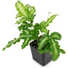 image:imagePteris cretica AlboLineata  Silver Ribbon Fern