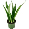 image:imageSansevieria zeylanica MotherinLaws Tongue Snake Plant  4 Pot4 Pot