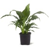 image:imageSpathiphyllum Growers Choice