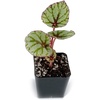 image:imageSprig amp Stone Begonia Fedor