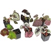 image:imageSprig amp Stone Begonia Single Plant1 Plant