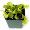 image:imageSprig amp Stone Carnivorous Plant Dionaea muscipula Venus Fly Trap