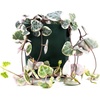 image:imageSprig amp Stone Ceropegia woodii variegata Variegated String of Hearts