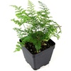 image:imageSprig amp Stone Davallia trichomanoides Black Rabbits Foot Fern