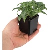 image:imageSprig amp Stone Fittonia albivenis Mini White  Nerve Plant