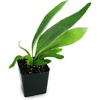 image:imageSprig amp Stone Live Mini Ferns Terrarium Plants Blue StarLemoinei