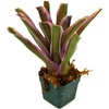 image:imageSprig amp Stone Neoregelia Donger Bromeliad