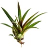 image:imageSprig amp Stone Vriesea corcovadensis Bromeliad