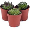 image:imageSucculent Bundle 5Pack Growers Choice3 Plants
