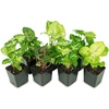 image:imageSyngonium Plant Arrowhead Plant 3Pack Bundle
