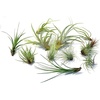 image:imageTillandsia Air Plant Bundle  3 Plant Variety Bundle 26