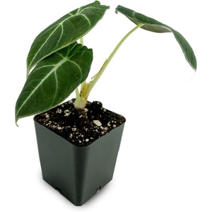 image:imageAlocasia reginula Black Velvet