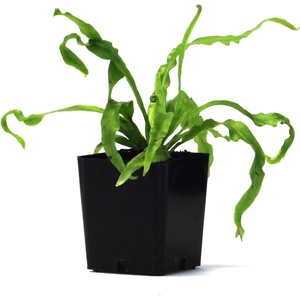 image:imageAsplenium nidus Birds Nest FernVictoria