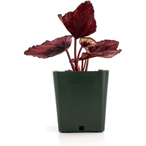 image:imageBegonia Red Kiss
