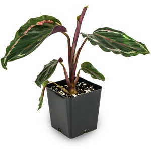 image:imageCalathea Medallion