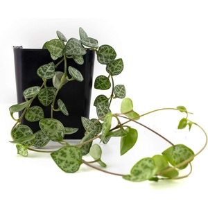 image:imageCeropegia woodii String of Hearts