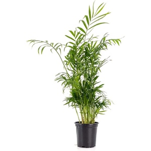 image:imageChamaedorea elegans  Neanthe Bella Parlor Palm4 Pot