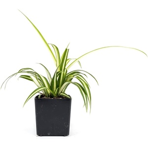 image:imageChlorophytum comosum Spider Plant Growers Choice