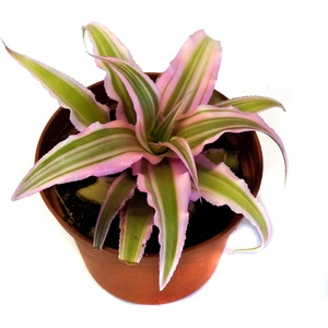 image:imageCryptanthus bivittatus Pink Starlite