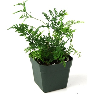 image:imageDavallia tyermanii White Rabbits Foot Fern