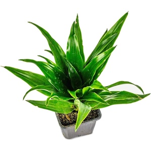 image:imageDracaena compacta Janet Craig  4 Pot4 Pot