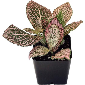 image:imageFittonia verschaffeltii Pink  Nerve Plant