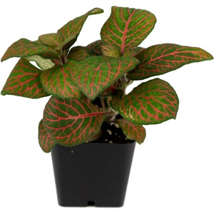 image:imageFittonia verschaffeltii Red  Nerve Plant