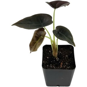 image:imageJoshs Frogs Alocasia cuprea Red Secret