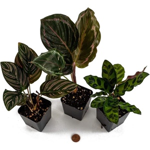 image:imageJoshs Frogs Calathea Growers Choice Natural 1 CountNatural