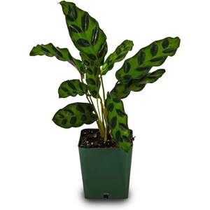 image:imageJoshs Frogs Calathea Prayer Plants RattlesnakeRattlesnake