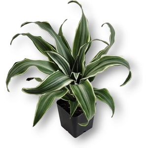image:imageJoshs Frogs Dracaena Corn Plant  Growers Choice 4 Pot2 Pot