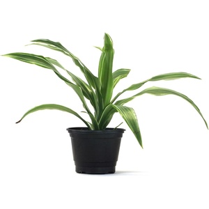 image:imageJoshs Frogs Dracaena Corn Plant  Growers Choice 4 Pot4 Pot