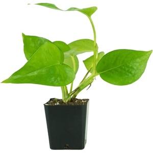 image:imageJoshs Frogs Epipremnum aureum Pothos N JoyJade