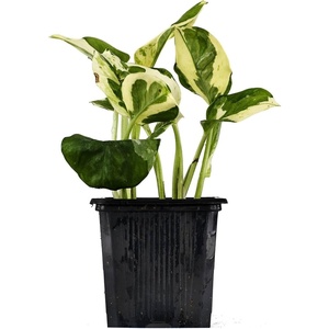 image:imageJoshs Frogs Epipremnum aureum Pothos N JoyN Joy
