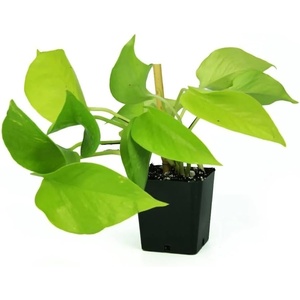 image:imageJoshs Frogs Epipremnum aureum Pothos N JoyNeon