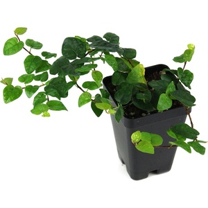 image:imageJoshs Frogs Ficus pumila Creeping Fig