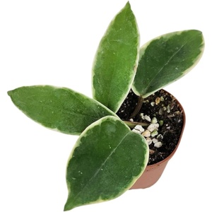 image:imageJoshs Frogs Hoya  Wax Plant SweetheartGrowers Choice