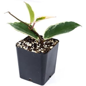image:imageJoshs Frogs Hoya  Wax Plant SweetheartKrimson Queen