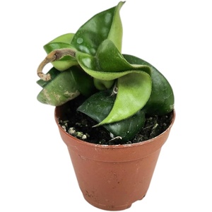 image:imageJoshs Frogs Hoya  Wax Plant SweetheartKrinkle Kurl