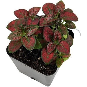 image:imageJoshs Frogs Hypoestes phyllostachy Red Splash