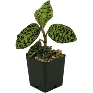 image:imageJoshs Frogs Macodes petola Jewel Orchid