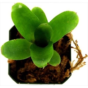 image:imageJoshs Frogs Neoregelia Chiquita Linda Bromeliad