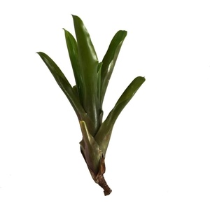 image:imageJoshs Frogs Neoregelia Fireball