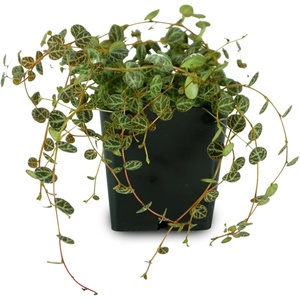 image:imageJoshs Frogs Peperomia prostrata  String of Turtles
