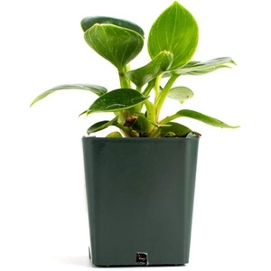 image:imageJoshs Frogs Philodendron Birkin