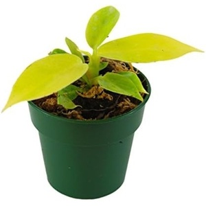 image:imageJoshs Frogs Philodendrons McColleys FinaleMoonlight