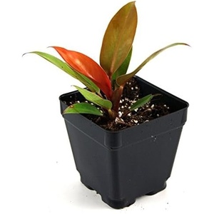 image:imageJoshs Frogs Philodendrons McColleys FinalePrince of Orange
