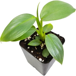 image:imageJoshs Frogs Philodendrons McColleys FinaleSilver Sword