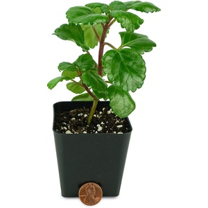 image:imageJoshs Frogs Plectranthus Australis  Swedish Ivy Green