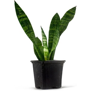 image:imageJoshs Frogs Sansevieria spp Snake Plant  Growers Choice 4 Pot2 Pot